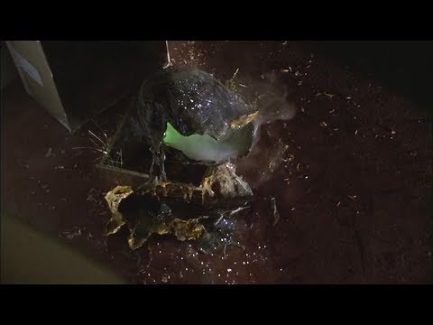 Gremlins (1984) - It Just Hatched Scene (HD)