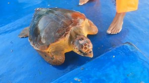 211 reactions · 43 shares | A WWF-Pakistan trained fisherman caught,...