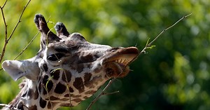Video: Giraffe hoists toddler into air during drive-thru safari