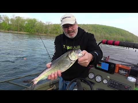 Shad Fishing with Tim Keebler - Fin Seeker Guide Service