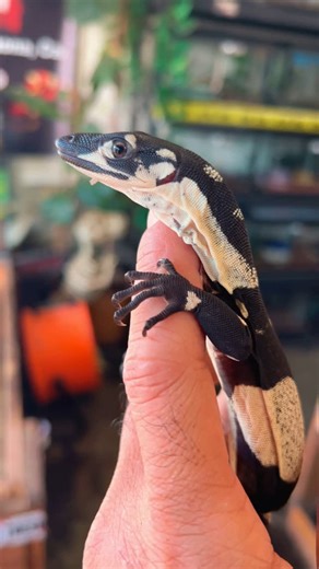 JTK Reptiles on Instagram: "Baby bells phase lace monitor (Varanus Varius) also known as the Tree Goanna is a large striking lizard native to eastern Australia. They are the second largest monitor species in Australia with males reaching lengths of over 2 meters (6.5 feet). Lace Monitors are known for their climbing abilities, using their powerful claws to scale trees and their forked tongues to detect scents. #baby #bells #phase #lace #monitor #reptile #lizard #austalia #exotic #pet #animals #v