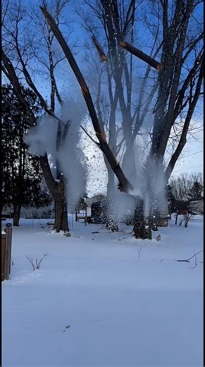 Exploding trees caught on camera. Be careful during this arctic cold blast. #explodingtrees 🪾