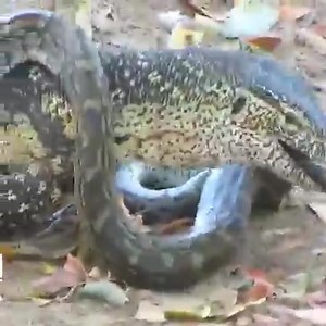 6.2K views · 43 reactions | 樂 The giant lizard and the giant python were equally powerful | PPP Hazara Division | Facebook