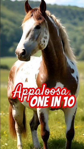 Top 10 Fastest Horse Breeds In The World 🐎 Appaloosa 🐎 #shorts
