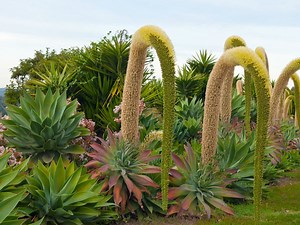 RARE XL Agave Attenuata / Foxtail Agave - Etsy Canada