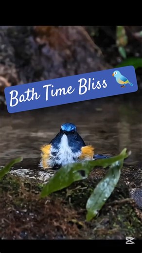 Bathing Beauty 💧🐦 - A tiny bird enjoying a refreshing bath in nature’s stream " Evening Vibe "