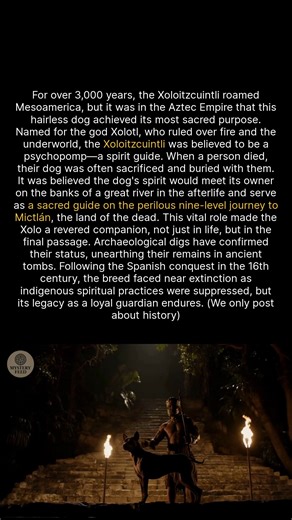 The Aztecs sacred hairless dog guided souls to the underworld. #history #ancienthistory #Aztec #Xoloitzcuintli | Mystery Feed
