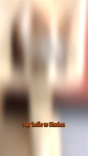 Meet Harlen! 🐈 ⁣ ⁣ This sweet, chonky lovebug is looking for a cozy lap to call his own! ⁣ ⁣ Harlen is a 6-year-old gentleman who currently weighs 22 lbs…he’s already lost 3 lbs since being in our care (way to go, Harlen! 👏) and will just need a bit of help continuing his weight-loss journey.⁣ ⁣ He’s a big boy with an even bigger heart. Harlen would thrive in a mellow home where he can nap in comfort and be adored as the cherished family member he’s meant to be.⁣ ⁣ Come meet this lovable guy a