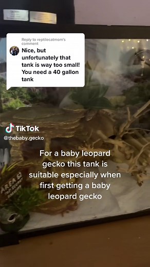 Replying to @reptilecatmom This is only for babies, Do Not house a leopard gecko that’s grown in a small tank like this one!! #leopardgecko #enclosuresetup #babyleopardgeckos2023