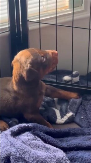 Little paws, endless joy! 🐾💥 These Dobermans are playful, loving, and ready for adoption