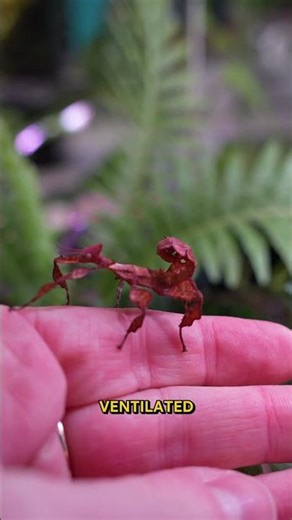 Come check out our Spiny Leaf Insects🌿 #spineyleafinsect #stickinsect #insects #melbourne #petstore