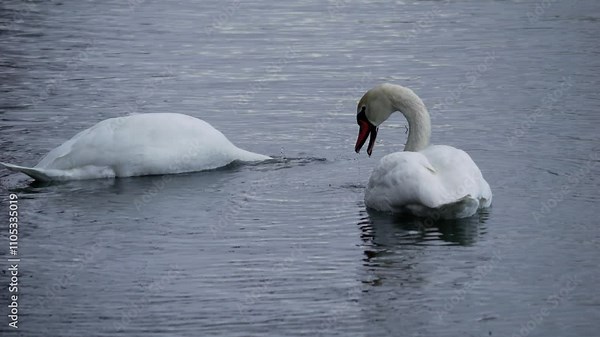 two white swans swim on the lake and dive in search of food