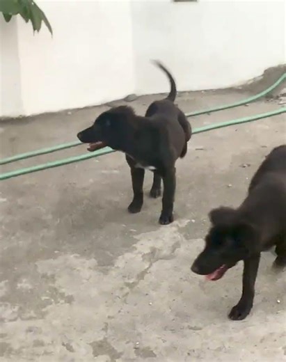 Borador? Border Collie? or Labrabull? 🐕‍🦺🐾🦴 Go Figure! 😅