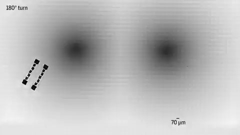 How do you control a robot smaller than a grain of sand? With a bit of help from Albert Einstein, it turns out. Using the math of general relativity, researchers designed light patterns that can guide a microscopic machine, as if it were a spacecraft bending through curved space toward a black hole. Learn more in one of our favorite stories from last year: https://www.science.org/content/article/microscopic-robots-navigate-artificial-spacetimes?utm_campaign=Science&utm_source=facebook&utm_medium