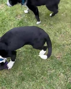 1K views · 212 reactions | Laney ❤️ This 10-12 week old 14 pound, Lab/pointer type mix girl is full of sweet puppy energy. She sleeps through the night in the crate like a good girl and is learning wait and potty training. She already likes her tennis ball and snuggles. Applications accepted at www.dogwoodanimalrescue.org Making a difference one animal at a time | Dogwood Animal Rescue Project | Facebook