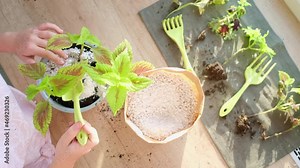 The process of transplanting a flower of Coleus, hands with a scoop putting the perlite granules in a pot. Houseplant transplant concept. Gardening. Top view. Houseplant transplant concept. Gardening