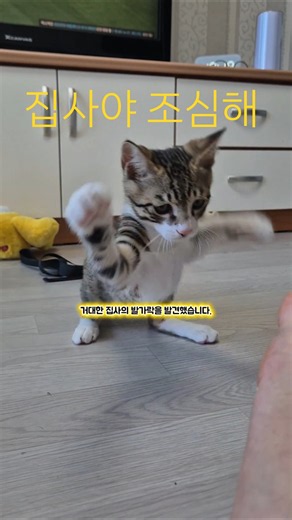 거대한 집사 발가락에 냥펀치 각 재는 오월이 🐾