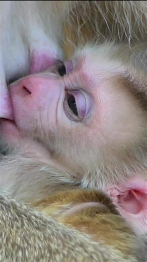 Newborn Monkey Levy's Milk Hunt with Mom Libby