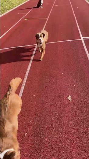 Three Adorable Dogs Race Down the Running Track!