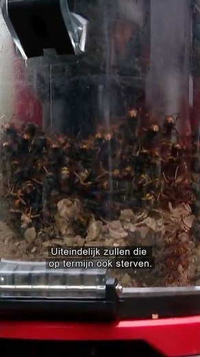 Heerlen rid of gigantic nest of Asian hornets 😳🐝 | #L1Nieuws