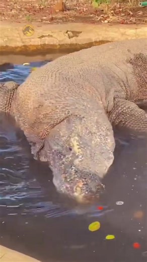 Komodo Dragon Taking Bath After Eating 💦