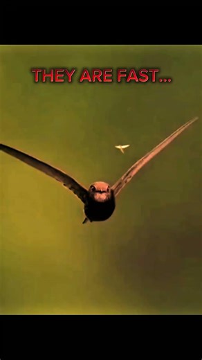 They are fast, but HIM? 🦅💨 #shorts #animals