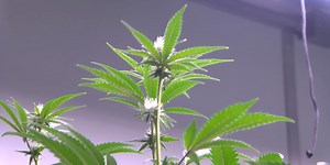 Medical marijuana testing facilities get approval as patients keep waiting for products