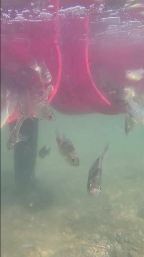 Jones Lake Management Redear Sunfish Stocking in Fairfield Ohio Lake #fishstocking #fish