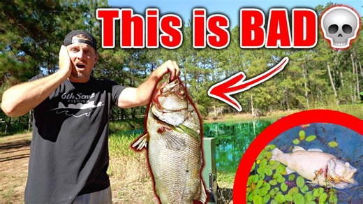 Backyard pond faces serious trouble after bass infestation