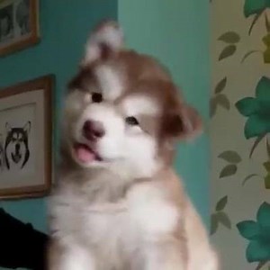 8.8K views · 147 reactions | Cute Level Over 9000 | EPIC WEB | Facebook