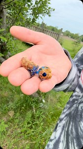 196 reactions · 9 comments | Two newly hatched virgin queen bees are being raised in mini-nuc hives and will begin laying eggs after completing their mating flights with drone bees. #deafbeekeeper | Deaf Beekeeper | Facebook
