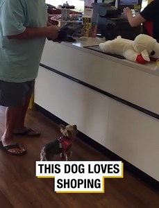 This Dog Loves Shoping | Diamond Dallas Page
