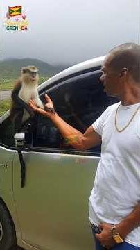 LOVIE Meets the Friendly Mona Monkeys in Grenada 🐒🇬🇩 | An Unforgettable Island Adventure