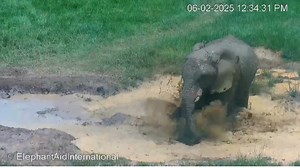 Playful Mundi! | Elephant Aid International