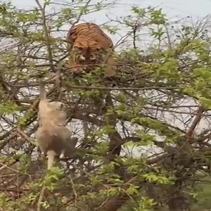 608K views · 5.4K reactions | Monkey's pranks on tigers | Amazing Snake Life | Facebook