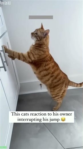 Funniest Cat 😻 kitten meowing crying 🐈‍⬛ # Ep 5690