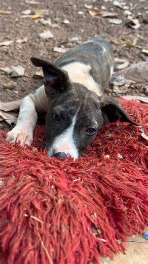 Little girl has no name yet #sonyaandanimals #americansinindia #adopt #indiepuppy #goa