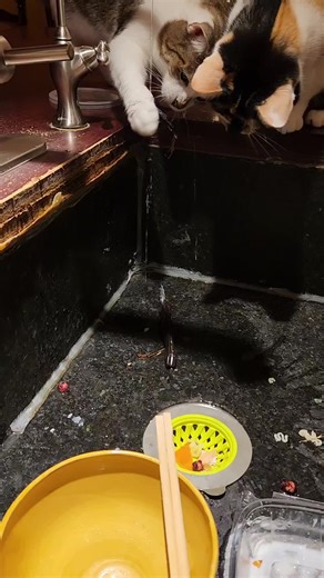 Toad (@gratefultoad)’s videos with Head Empty - Tsundere Twintails