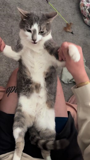 Funny Cat Dancing to Music