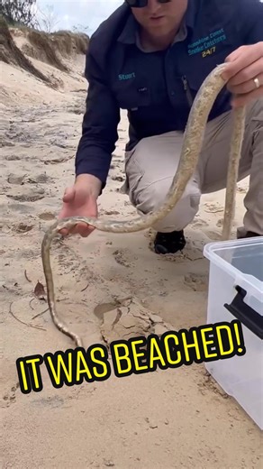 Sea Snake Rescue on Sunshine Coast | Animal Rescue Team in Action