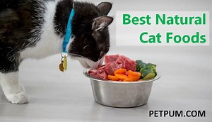 10 Best Natural Cat Foods (#9 Will Surprise You)