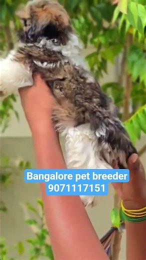 Cutest Little Teddy Bears! 🧸 Shih Tzu Puppies in Bangalore #Shorts 9071117151