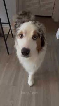 ALIEN DOGS! 🐶👽 Sounds like they’re trying to contact space! 😂 #Dog #Funny #Noise #Alien