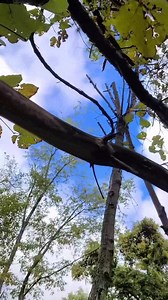 3.2K views · 95 reactions | Long lasting natural torch #survival #bushcraft #battlbox #battlboxinfluencer | Survival Life | Facebook