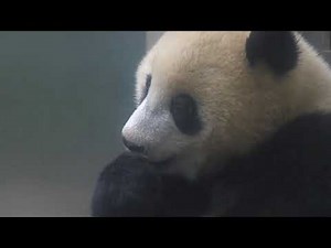 シャンシャン343日齢（2）2018年5月21日撮影