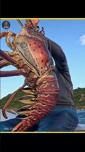 Cockroach Of The Sea! #shorts
