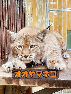 Do lynxes have any natural enemies? #animals #animalproduction #nature