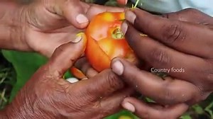 3.1M views · 10K reactions | Tomato egg Omlette in village style | MA non veg recipes | Facebook