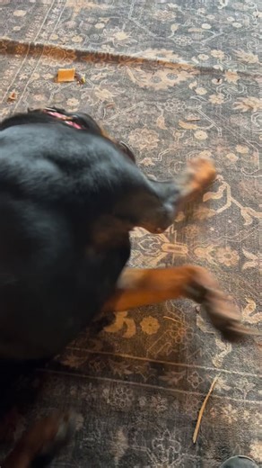 Dex & Mac Rott Bros on Instagram: "Need a little bit of… 🖤stick pieces that don’t belong inside 🤎bone pieces so mama steps on at night 🖤Mac crazy run sideways while laying down 🤎Dex rolling eyes as he watches silly Mac #dexnmac #rottiebrothers #rottielove #rottos"