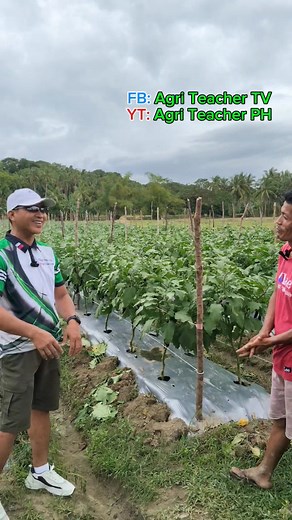 9.4K views · 254 reactions | Ryan Sayson story... certified farmer.塞𣏕 #Foodie #farming #farmer #tips | Agri Teacher TV | Facebook